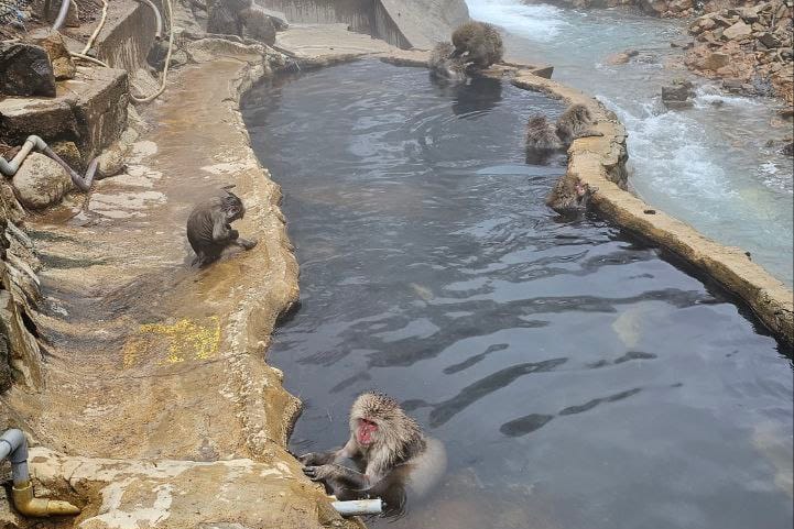 Jigokudani Hot Spring Korakukan