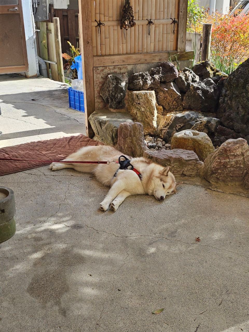 Ryokan Ichi Ka Wa — photo 2