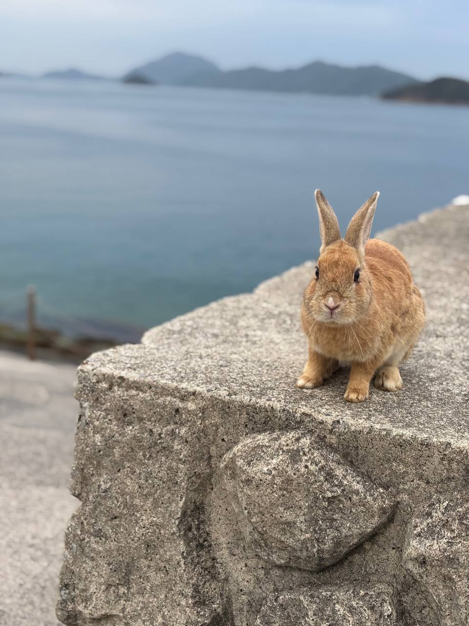 KYUKAMURA OHKUNOSHIMA — photo 10