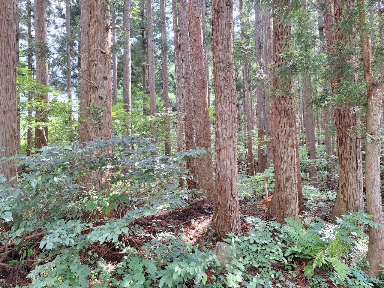 KAMENOI HOTEL TAZAWAKO, photo 13